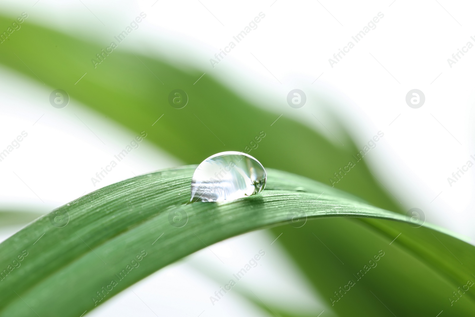 Photo of Water drop on green leaf against blurred background