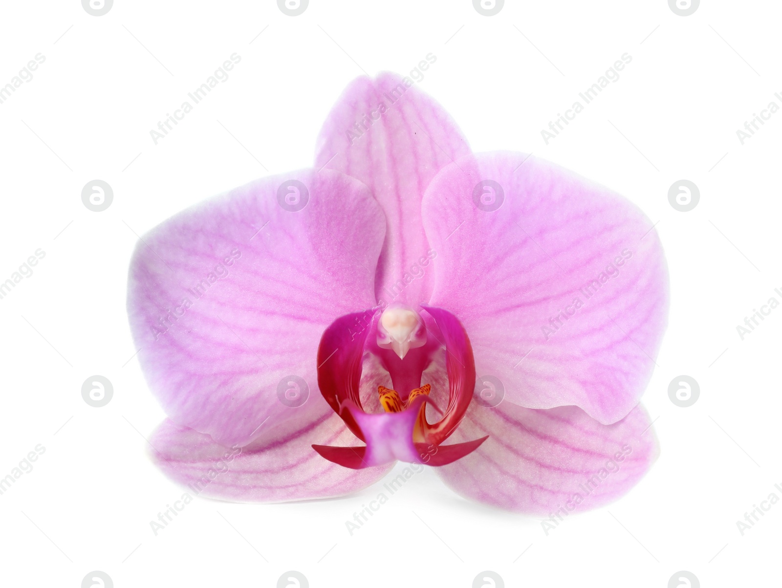 Photo of Flower of beautiful pink Phalaenopsis orchid isolated on white