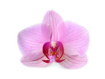 Photo of Flower of beautiful pink Phalaenopsis orchid isolated on white