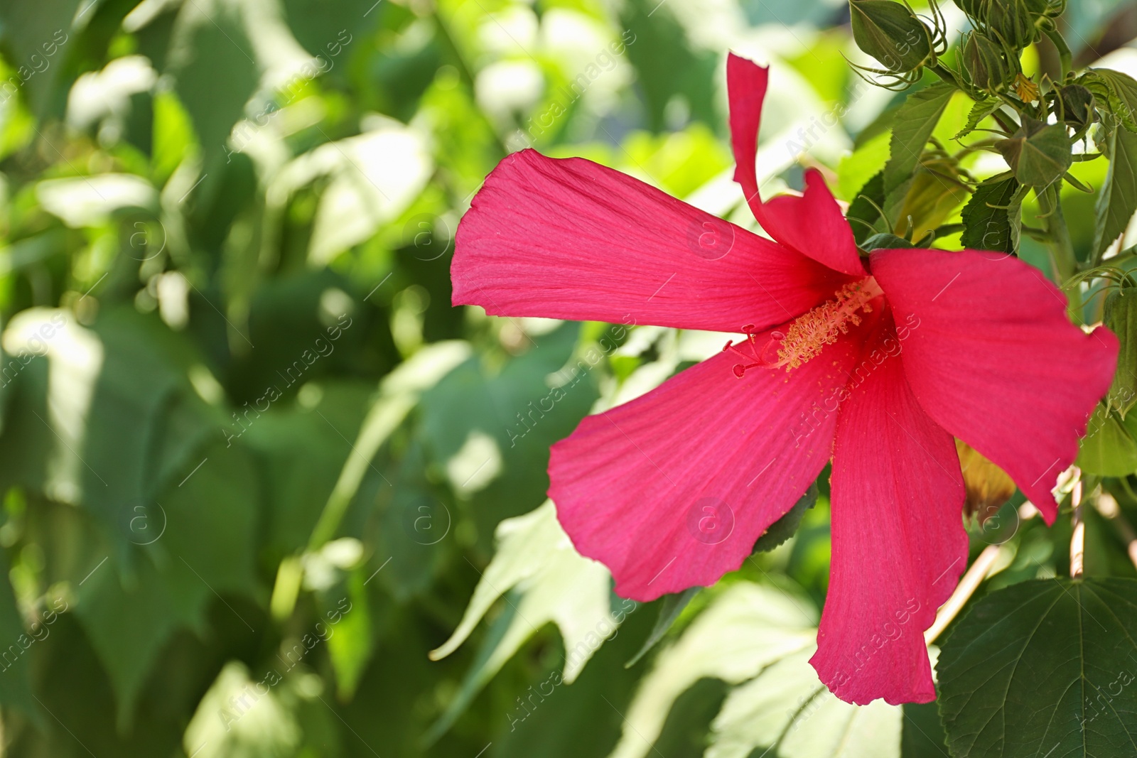 Photo of Beautiful tropical Hibiscus flower on bush outdoors