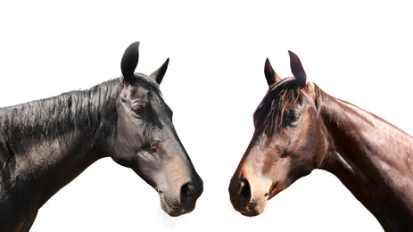 Beautiful pet horses on white background, closeup view