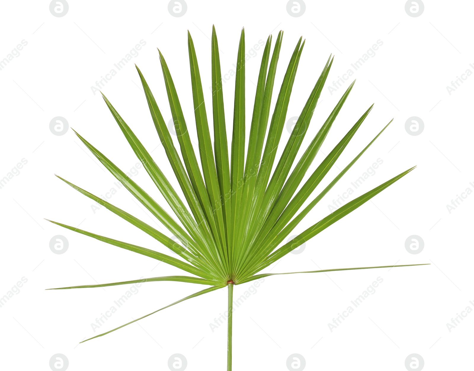 Photo of Green beautiful tropical leaf isolated on white