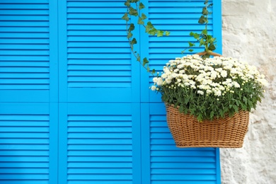 Beautiful white chrysanthemum flowers near blue shutters