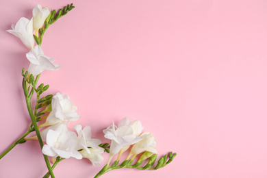 Photo of Beautiful spring freesia flowers on pink background, flat lay. Space for text