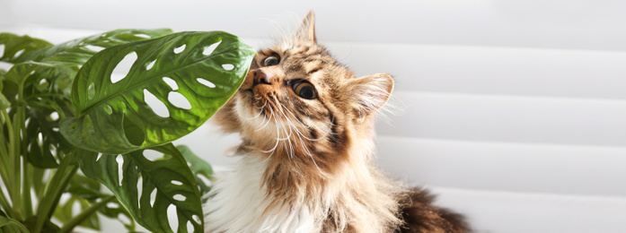 Image of Adorable cat and house plant near window at home. Banner design