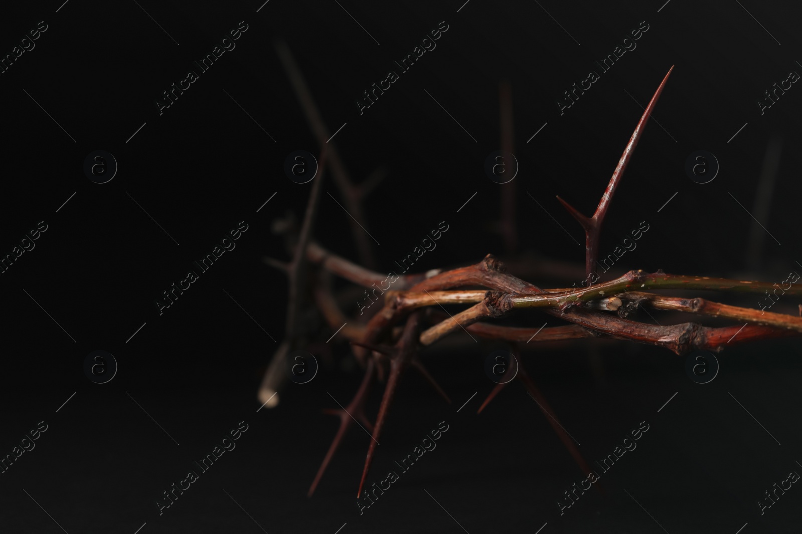 Photo of Crown of thorns on dark background, closeup with space for text. Easter attribute