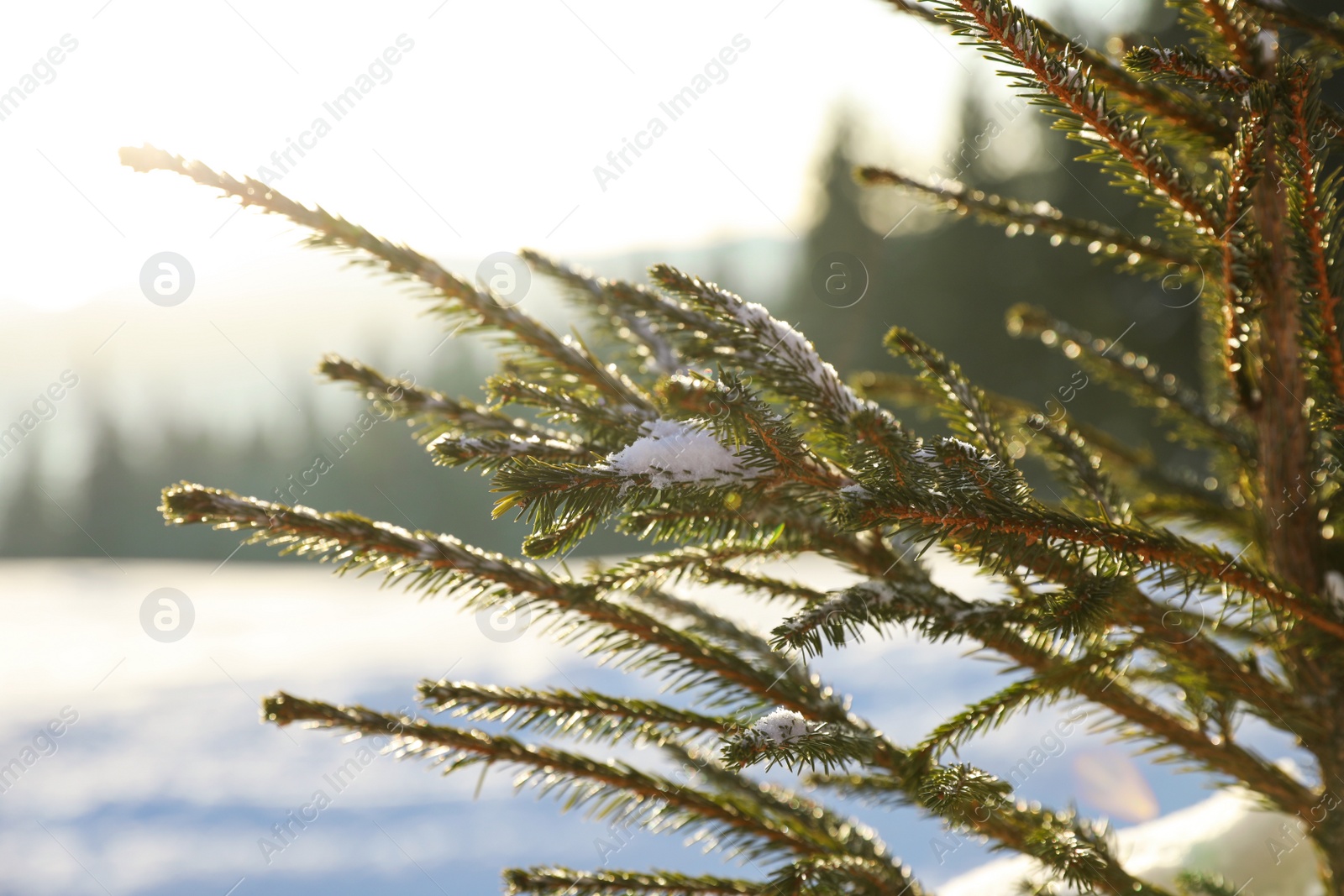Photo of Fir branches covered with snow in winter forest, closeup