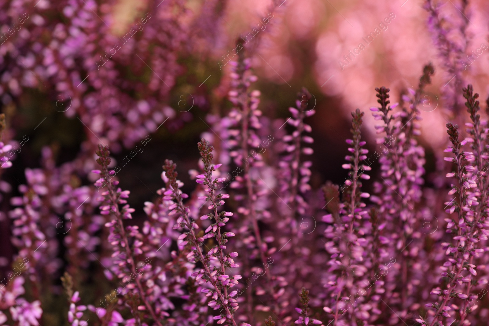 Photo of Heather shrub with beautiful flowers outdoors, closeup