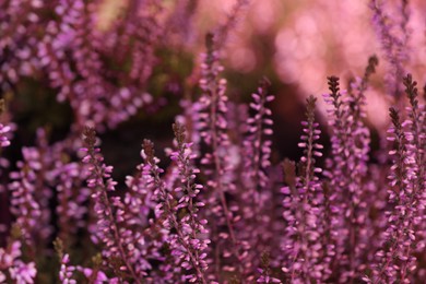 Photo of Heather shrub with beautiful flowers outdoors, closeup