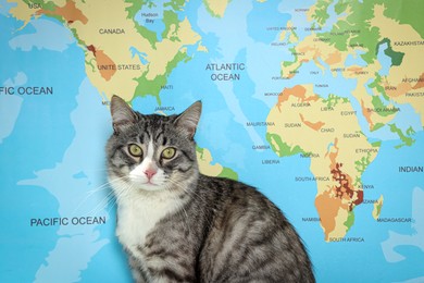 Photo of Cute cat near world map. Travelling with pet