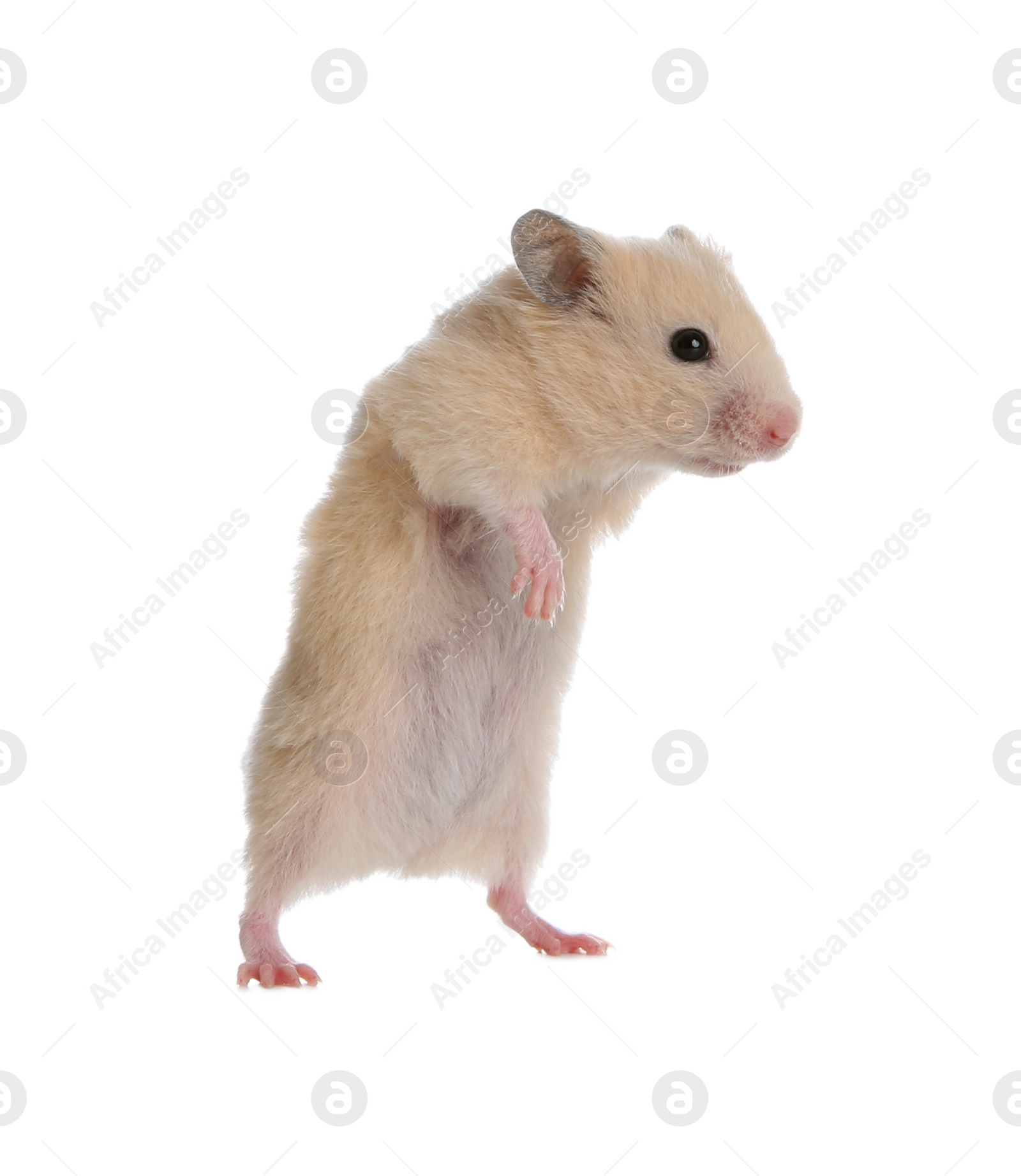 Photo of Adorable Syrian hamster on white background. Small pet