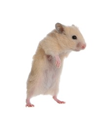 Photo of Adorable Syrian hamster on white background. Small pet