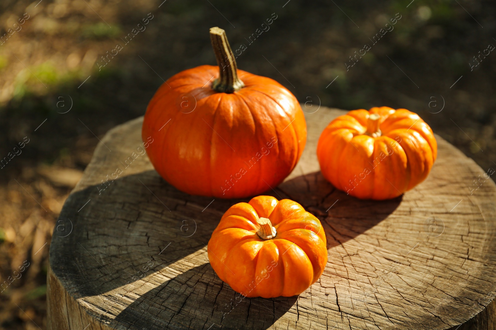 Photo of Many orange pumpkins on stump in garden