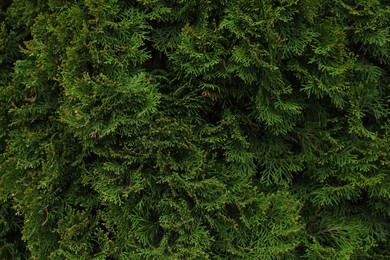 View of beautiful thuja tree with green branches