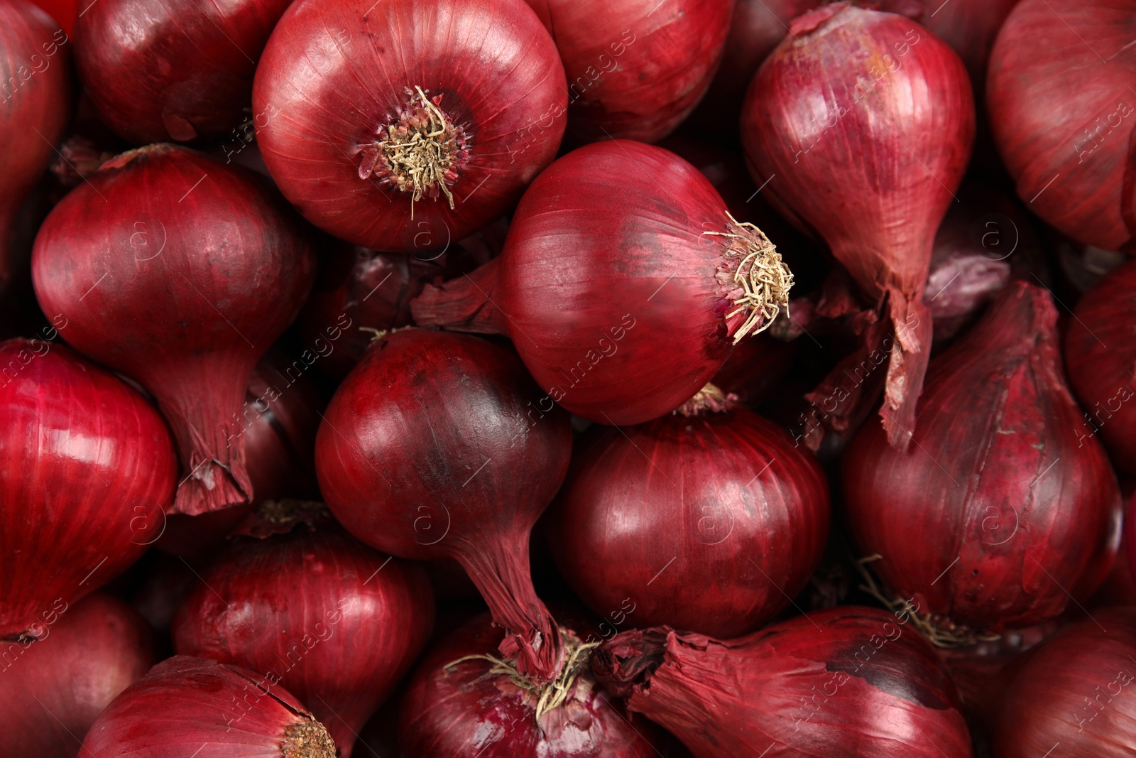 Photo of Ripe red onions as background