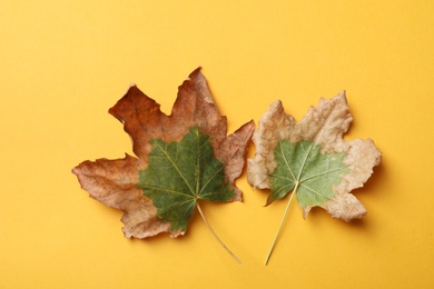 Photo of Dry autumn leaves on yellow background, flat lay