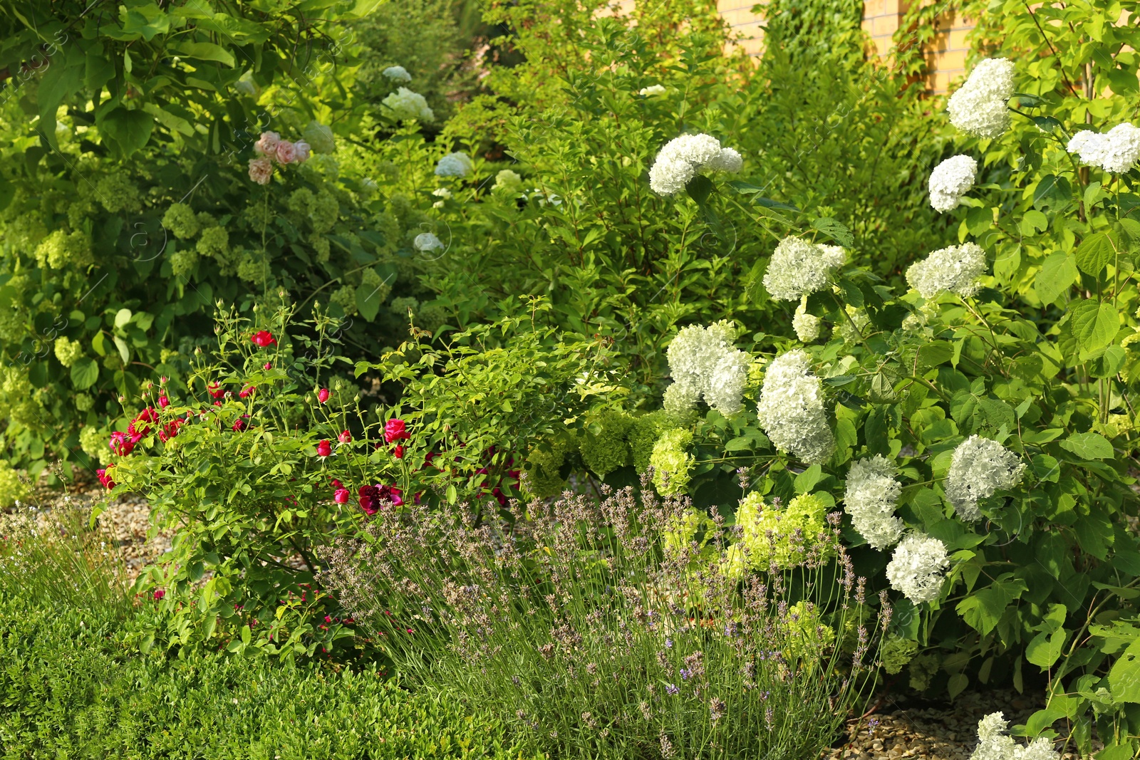 Photo of Beautiful green garden with different plants on sunny day