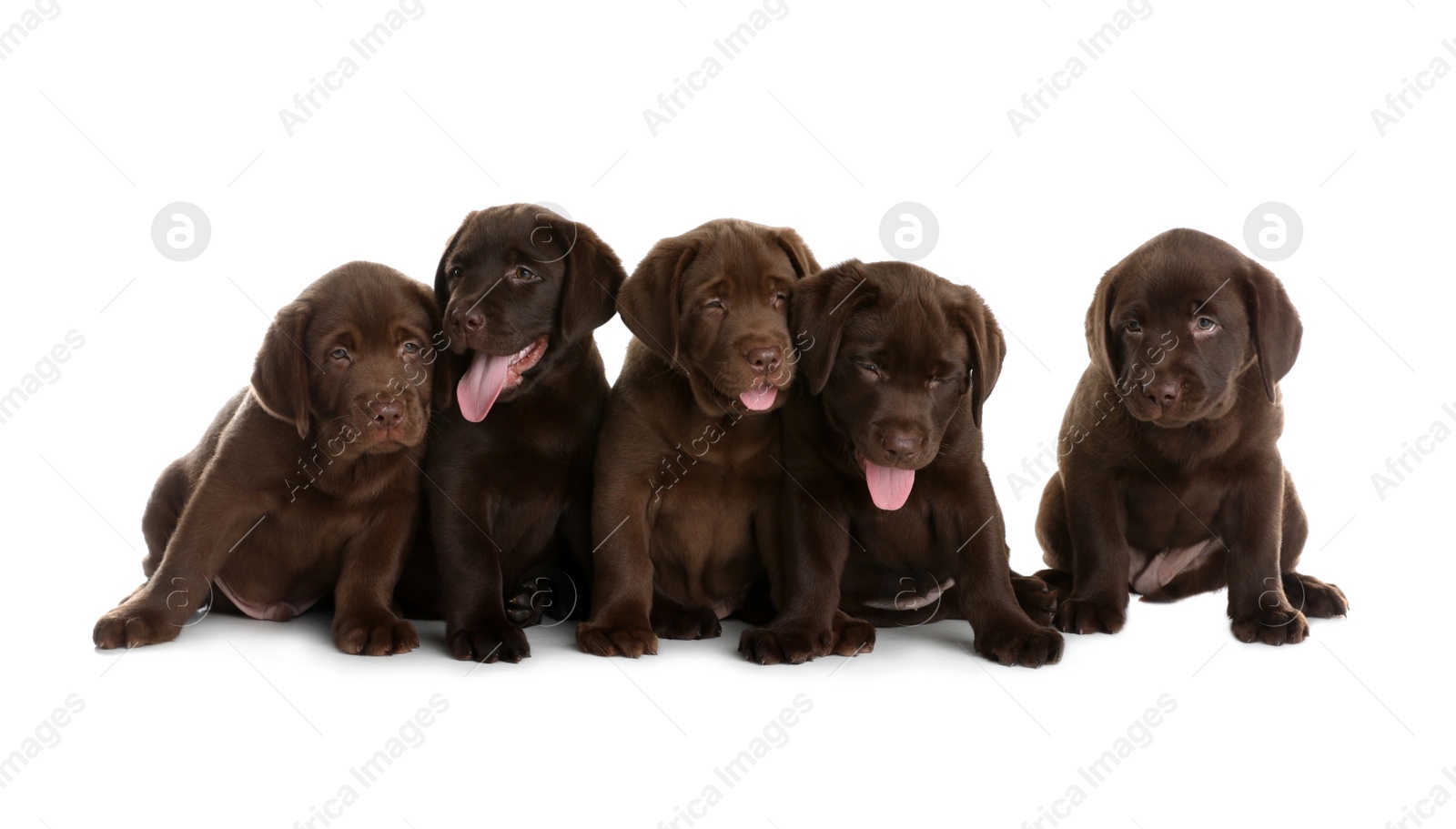 Photo of Chocolate Labrador Retriever puppies on white background