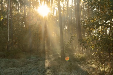 Photo of Majestic view of forest with sunbeams shining through trees in morning