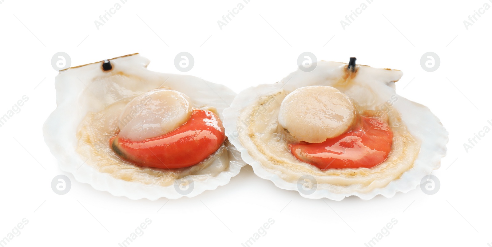 Photo of Fresh raw scallops in shells isolated on white