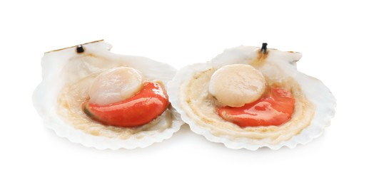 Fresh raw scallops in shells isolated on white