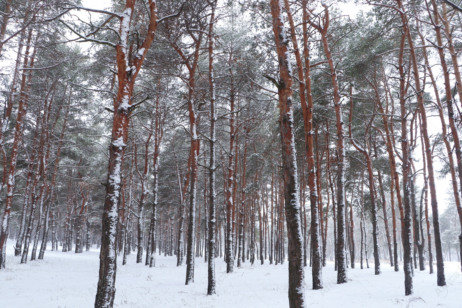 Photo of Picturesque view of beautiful forest covered with snow