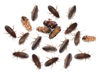 Image of Many cockroaches on white background, top view. Pest control