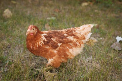 Photo of Beautiful chicken on green grass in farmyard. Domestic animal