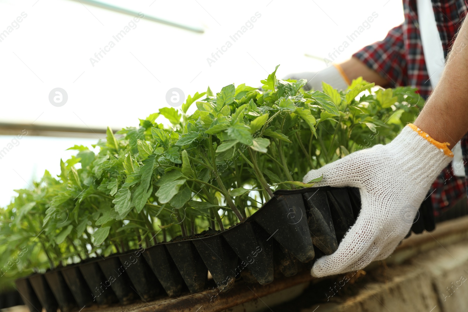 Photo of Man taking seedling tray with young tomato plants from table, closeup