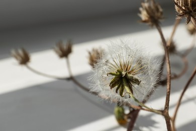 Photo of Decorative branches with flowers on white background, closeup. Space for text