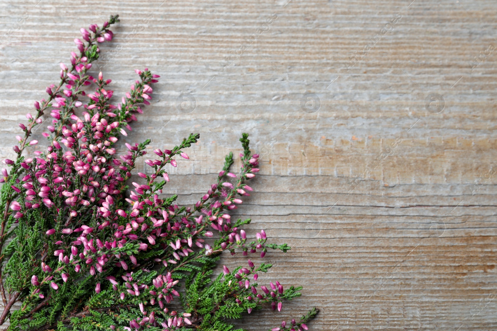 Photo of Heather branches with beautiful flowers on grey wooden table, flat lay. Space for text