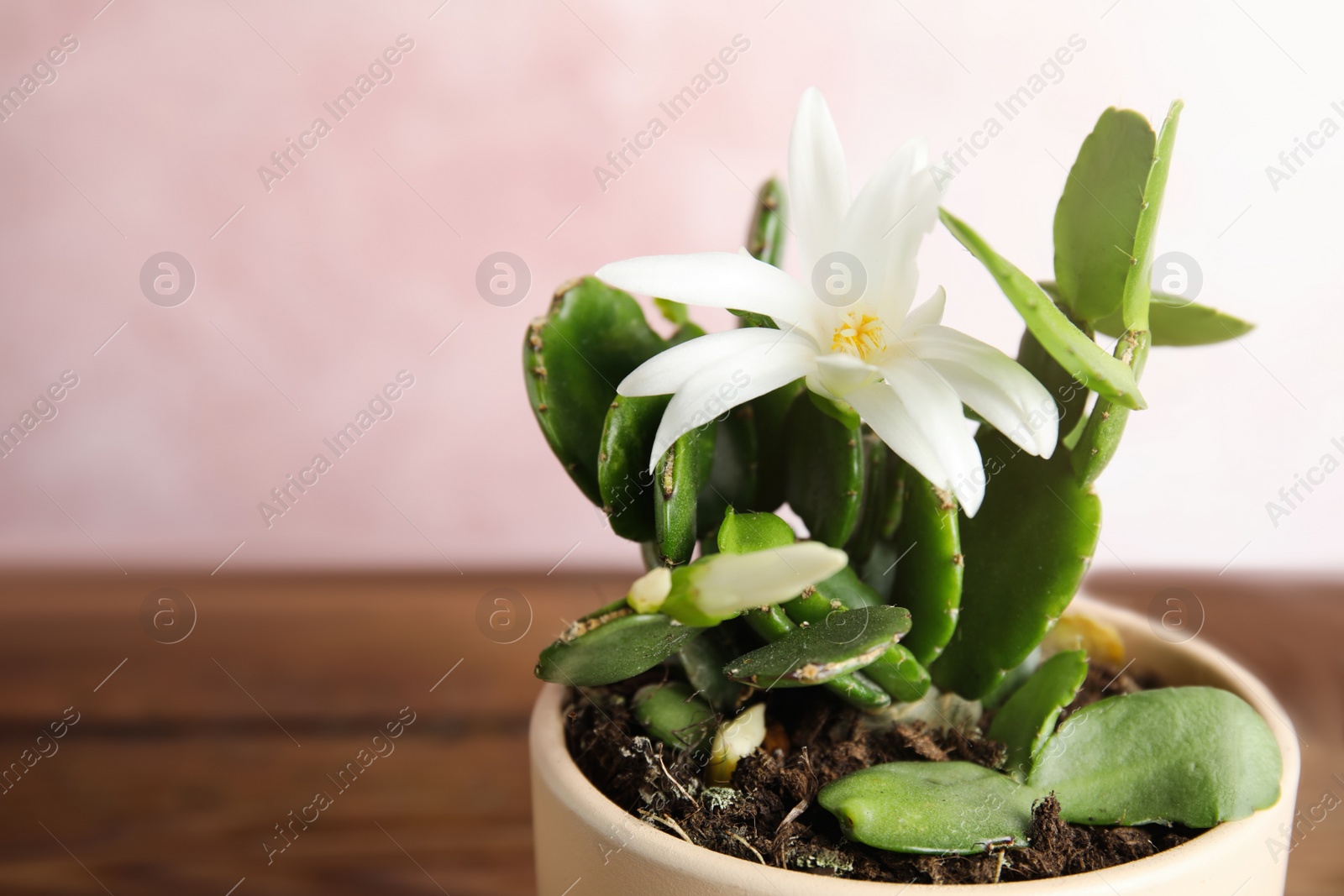 Photo of Beautiful blooming Schlumbergera (Christmas or Thanksgiving cactus) on pink background, closeup. Space for text