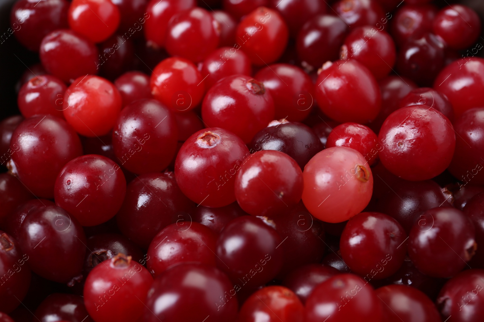 Photo of Fresh ripe cranberries as background, closeup view