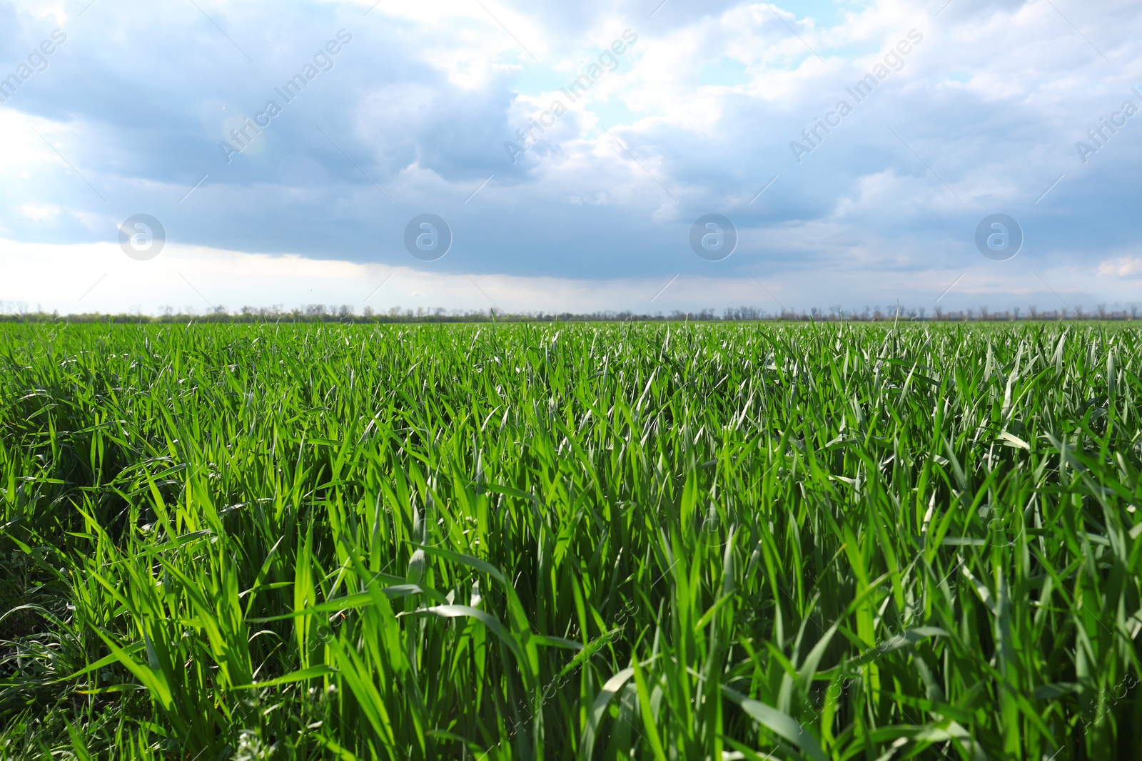 Photo of Beautiful agricultural field with ripening cereal crop under blue sky