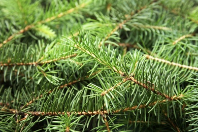 Photo of Branches of Christmas tree as background