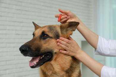 Photo of Veterinarian taking ticks off dog indoors, closeup