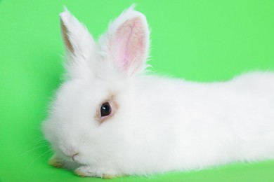 Photo of Fluffy white rabbit on green background, closeup. Cute pet
