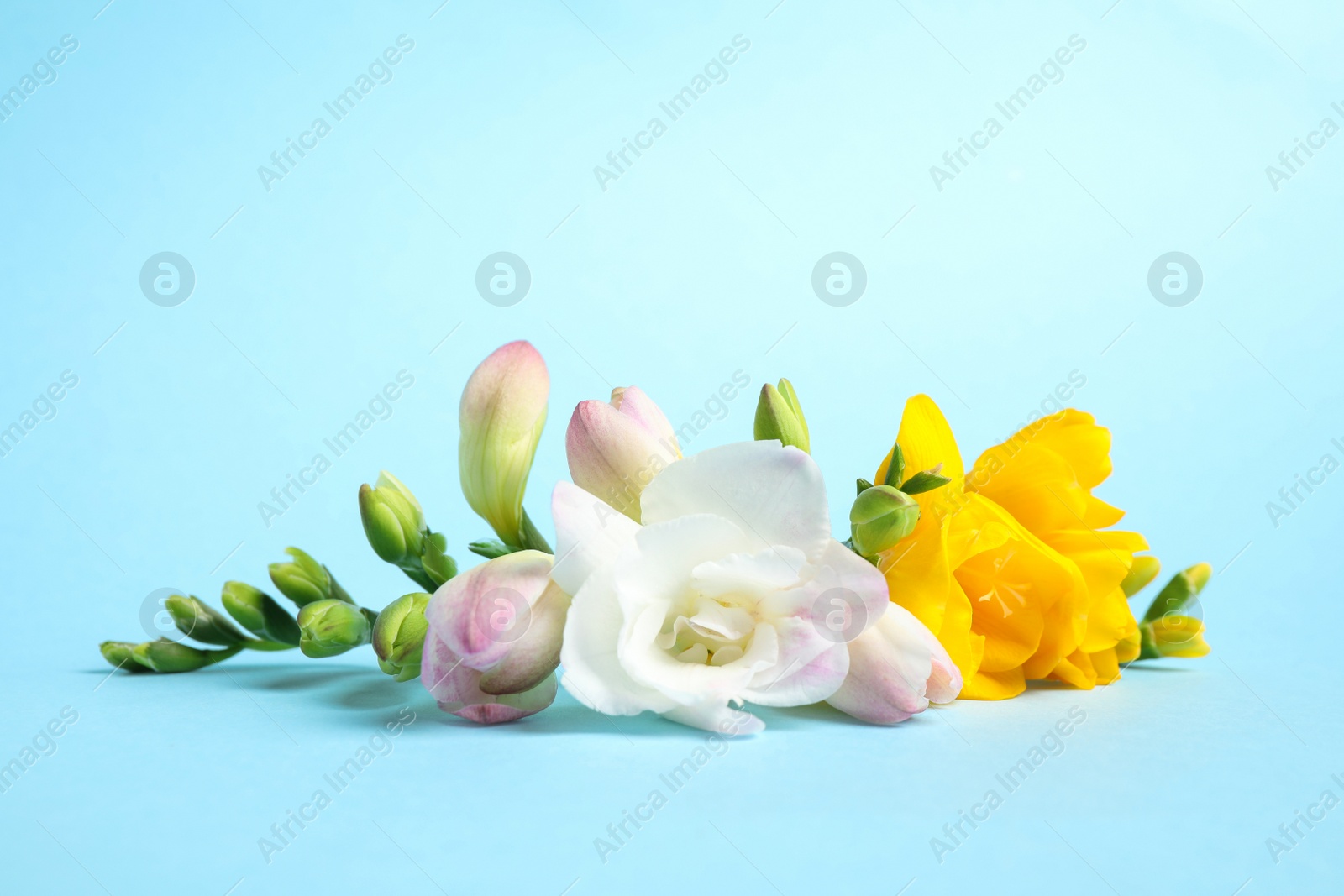 Photo of Beautiful blooming freesias on light blue background