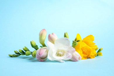 Photo of Beautiful blooming freesias on light blue background