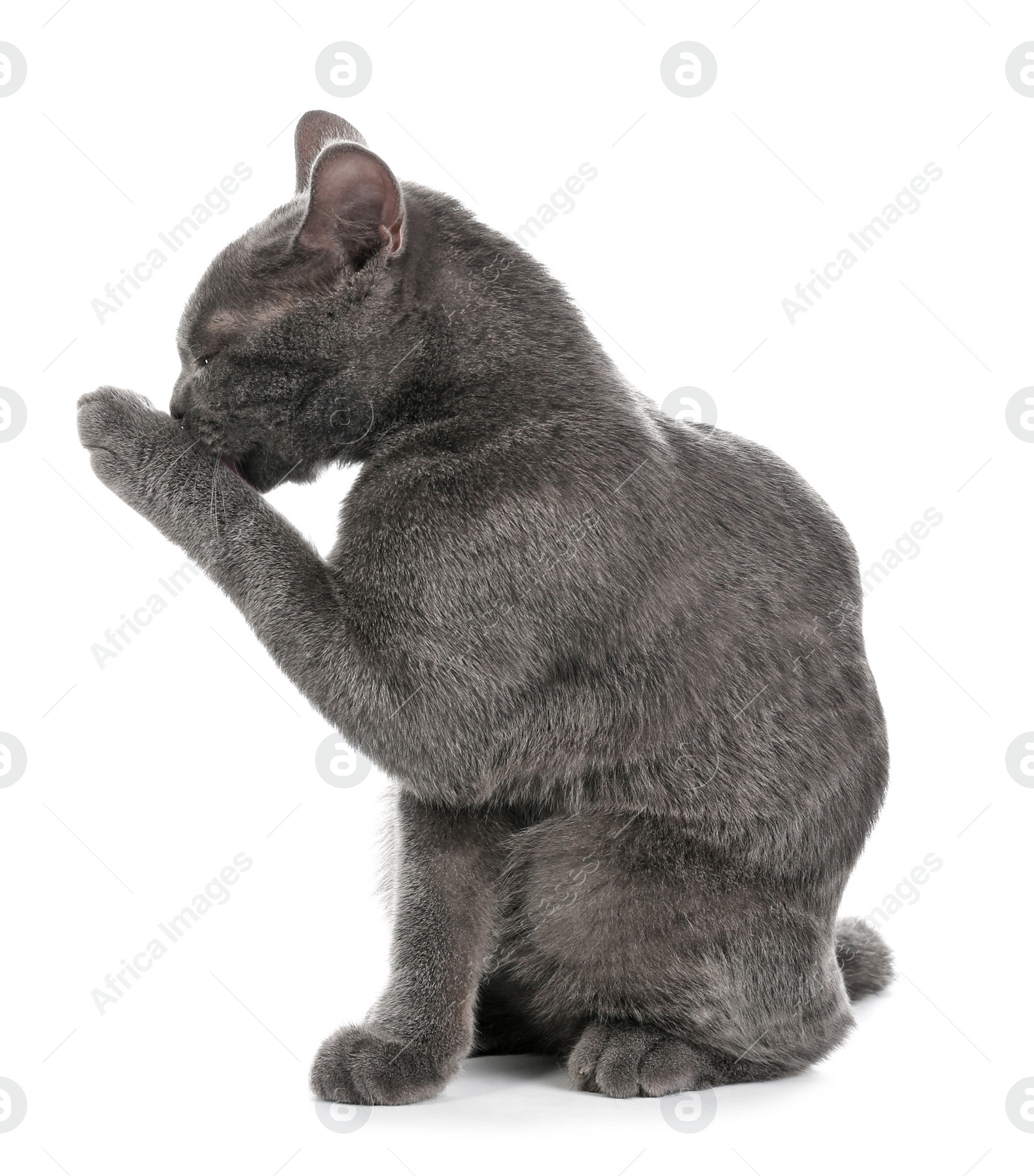 Photo of Adorable grey British Shorthair cat on white background