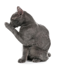 Photo of Adorable grey British Shorthair cat on white background