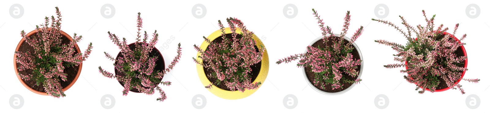 Image of Top view of potted heathers with beautiful flowers on white background, collage. Banner design