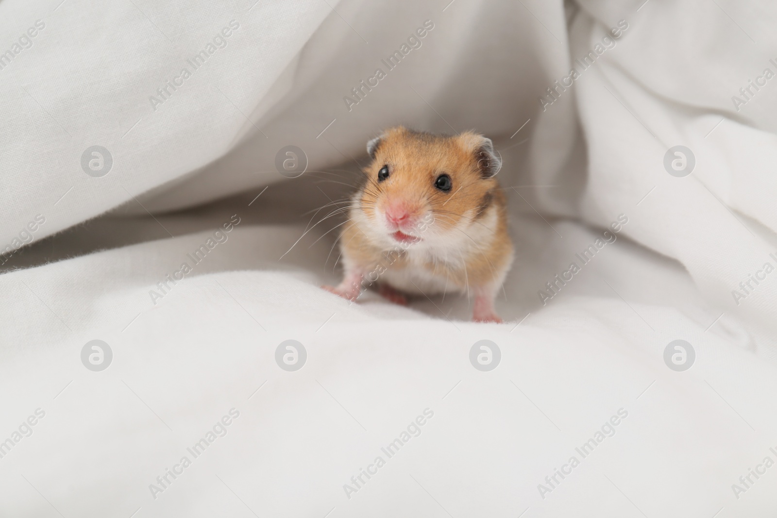 Photo of Cute little hamster in white fabric, space for text