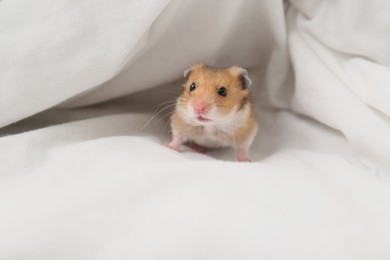 Photo of Cute little hamster in white fabric, space for text