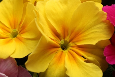 Photo of Beautiful primula (primrose) plant with yellow flowers, above view. Spring blossom