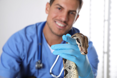 Photo of Male veterinarian examining boa constrictor in clinic, focus on hand