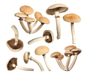 Image of Set of fresh pioppini mushrooms on white background