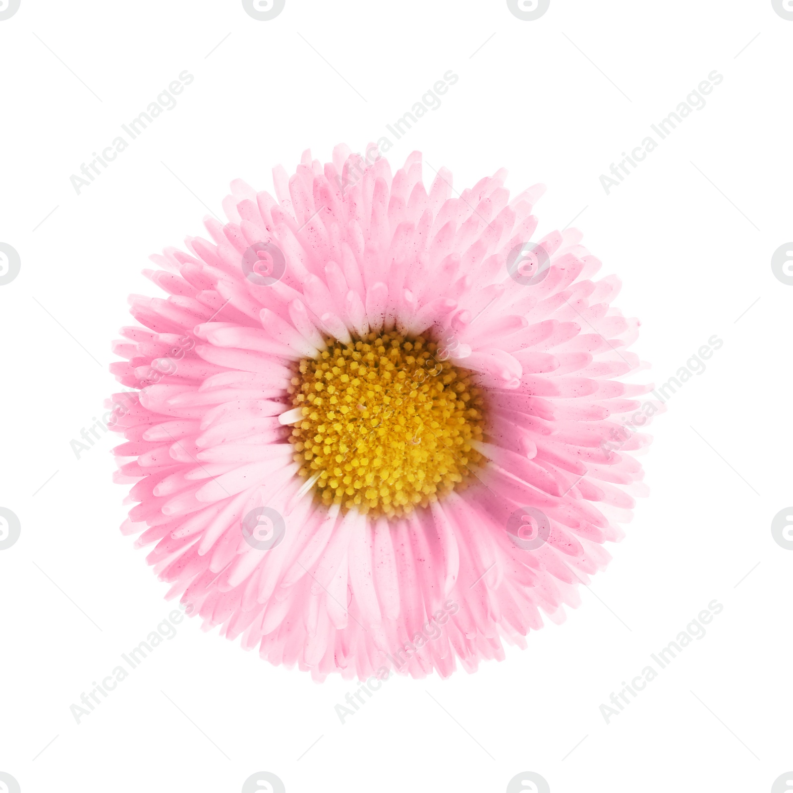 Photo of Beautiful spring daisy flower isolated on white