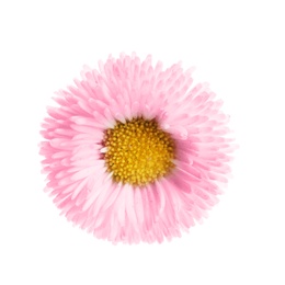 Beautiful spring daisy flower isolated on white