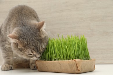 Photo of Cute cat eating fresh green grass on white surface